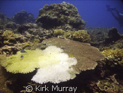 Reef colours, taken with DC500 and UrPro Filter by Kirk Murray 